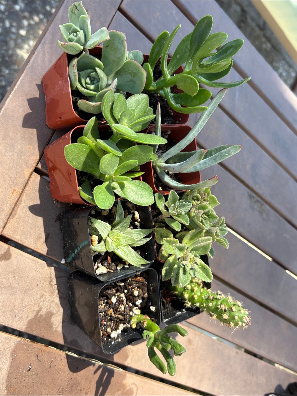Mixed Succulent Starter Pack - Green Succulents